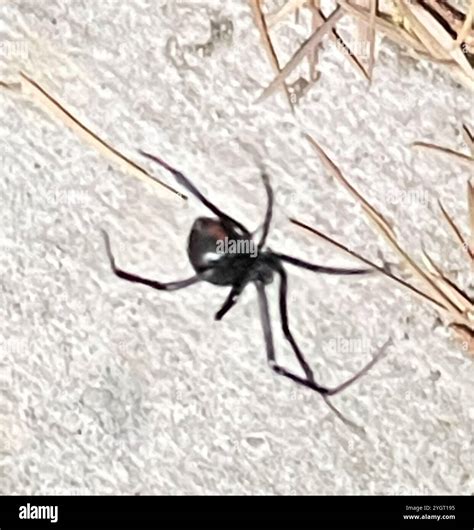 Western Black Widow (Latrodectus hesperus Stock Photo - Alamy
