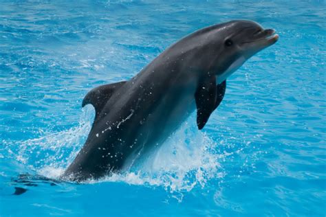 一头海豚自杀了，它的驯养师开始全世界喊停