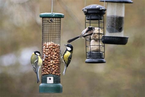 We Asked Cleaning Pros How to Keep a Bird Feeder Clean, and They All ...