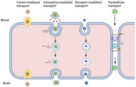 Crossing the Blood-Brain Barrier: Advances in Nanoparticle Technology ...