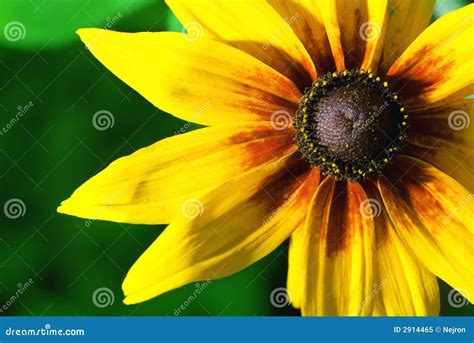 Beautiful yellow flower stock image. Image of natural - 2914465