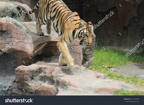 Tigers Animals Belonging Phylum Chordata Vertebrate Stock Photo 1617154831 | Shutterstock