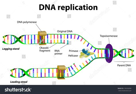 Dna Replication Vector Diagram Stock Vector 199206998 - Shutterstock