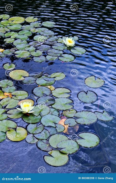 Water Lily stock photo. Image of bright, blooming, leaf - 88388208