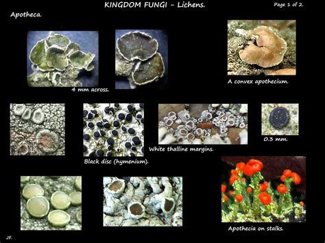 1c. Sexual reproduction in lichens - Botany Brisbane
