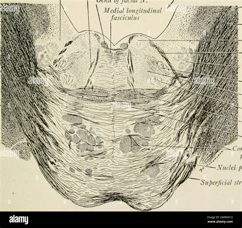Superior Olivary Nucleus