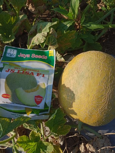 Image result for Stage JS Tutorial