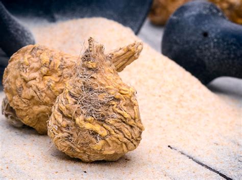 Image result for Maca Root Top View