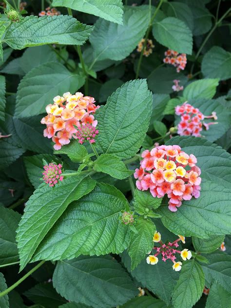Lantana Poisonous To Dogs