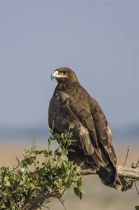 Steppe Eagle,નેપાળી જુમ્માસ