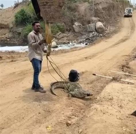 Crocodile rescued from Bullet Train construction pit in Vadodara: 6 ...