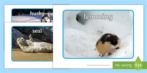 Arctic | Arctic Tundra Characteristics of Polar Regions