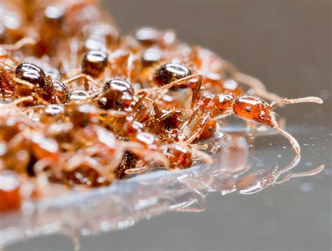 Pouring Boiling Water On Fire Ants at Greg Booth blog