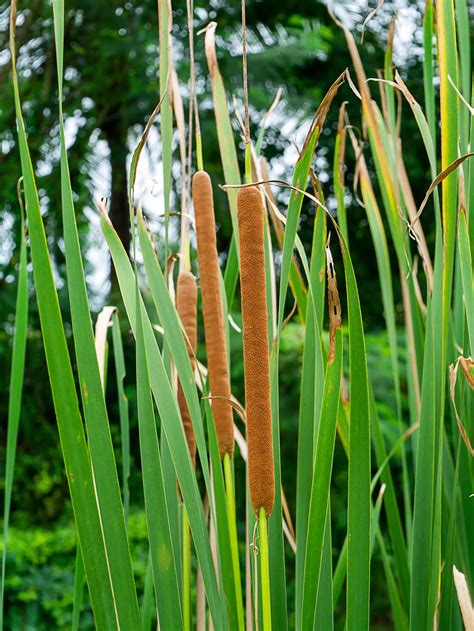 Narrow-leaved Cattail plant 40151602 Stock Photo at Vecteezy