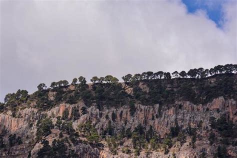 Image result for Timber Line