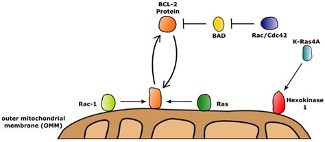 How Do Hexokinases Inhibit Receptor-Mediated Apoptosis?