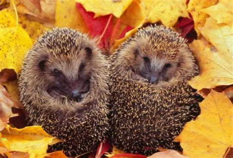 Autumn Animals! - National Geographic Kids