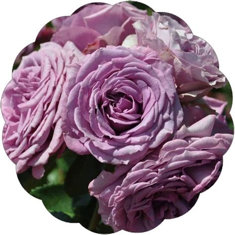 VibeX ® VMR-102 Arborose Quick Silver Climbing Rose Seed Price in India ...