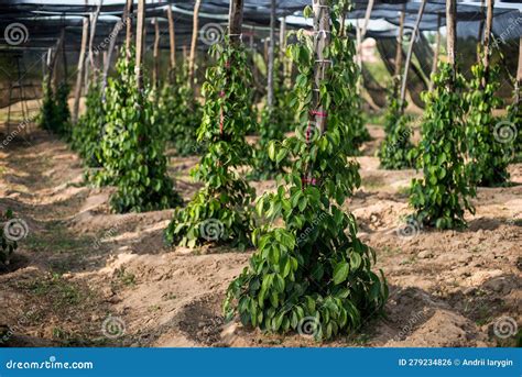 Black Pepper Plant Farming at Chris Henry blog