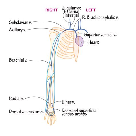 Venous Anatomy Upper Extremity The Superficial Veins Of The Upper Limb