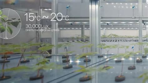 Does Ginseng Have Caffeine? Debunking Common Myths About Ginseng – JungKwanJang®