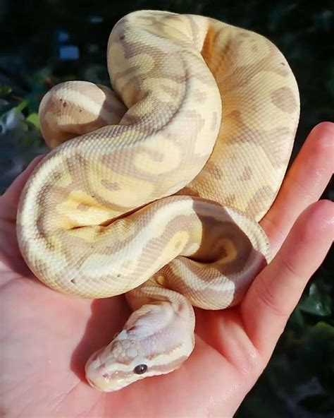 Image result for The Dodo Pet Ball Python