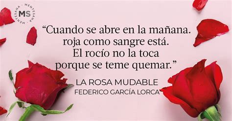 12 poemas sobre rosas bonitos que llegan al corazón