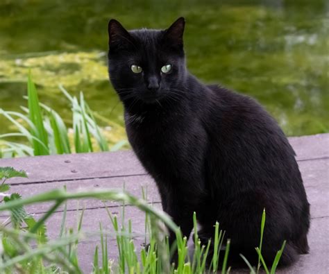 20 Black Cat Breeds | PetMD