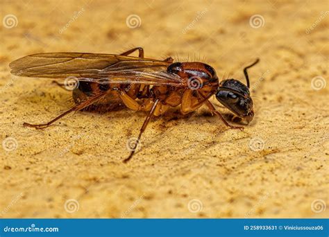Adult Female Carpenter Queen Ant Stock Image - Image of macro, queen ...