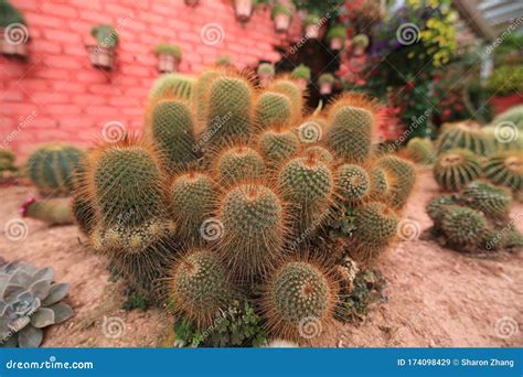 Cactus garden stock image. Image of flower, appearance - 174098429