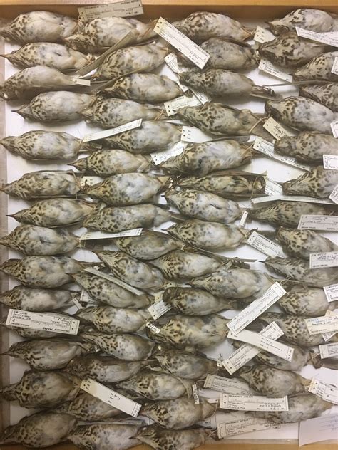 Image result for Bird Poop Reactions