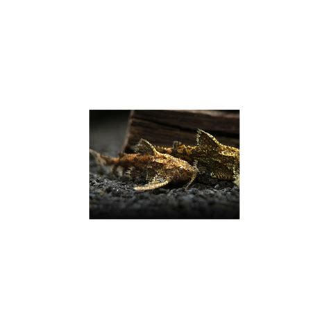 Native Indian Fish – Best4Pets