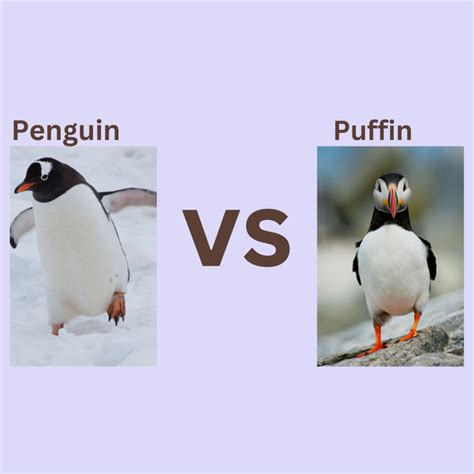 Penguin vs Puffin- Tell the Difference Now! - Birds E-Pedia
