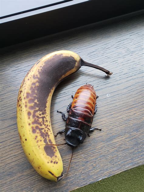 At my job, I take care of a lot of interesting animals. Here's our largest Madagascar Hissing ...