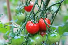 come seminare i pomodori in vaso semina pomodori pomodoro come seminare i pomodori come seminare i pomodori in vaso semina pomodori pomodoro come seminare i pomodori