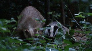 Image result for Springwatch 2009