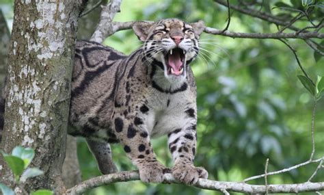 Clouded Leopard National Park - The National Parks of India