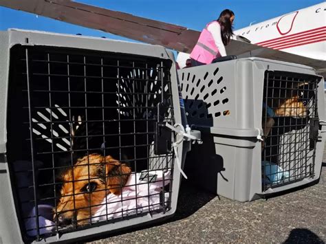 United is making a big change to its pet policy after a puppy ...