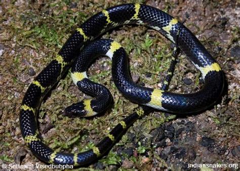 Indian Snakes - Indian Snakebite Initiative