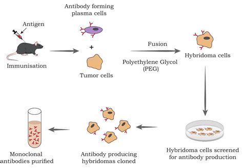 Recombinant DNA Examples 的图像结果