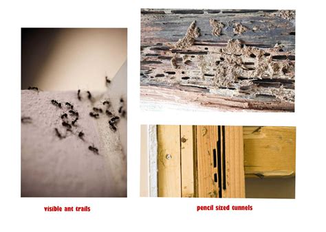 Carpenter Ants vs. Termites: What's the Difference? | How To Pest