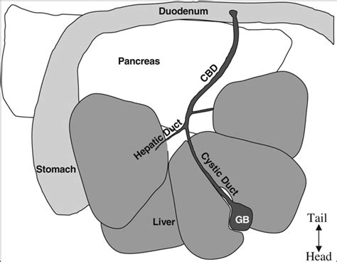 Image result for Mouse Intraperitoneal Space