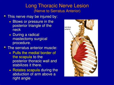 PPT - Nerve Injuries of Upper Limb PowerPoint Presentation, free download - ID:9111645