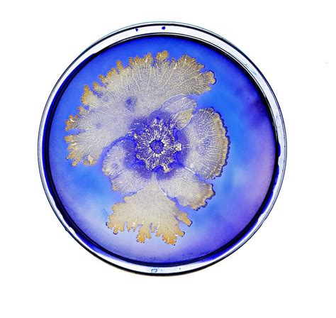 Giant E.coli sculpture forms centrepiece of bacteria exhibition – The ...