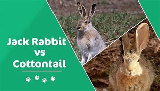 Image result for Jackrabbit vs Cottontail Rabbit