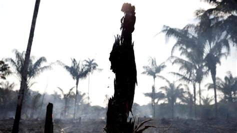 The Amazon is burning – and Brazilians are blaming Bolsonaro - France 24