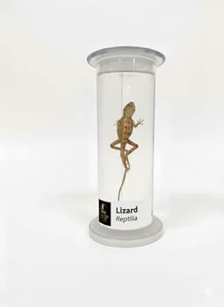 DT Science House Preserved Lizard Specimen in Clear Display Cylinder ...