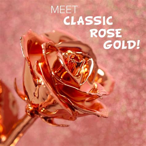 Classic Rose Gold Dipped Rose – Steven Singer Jewelers