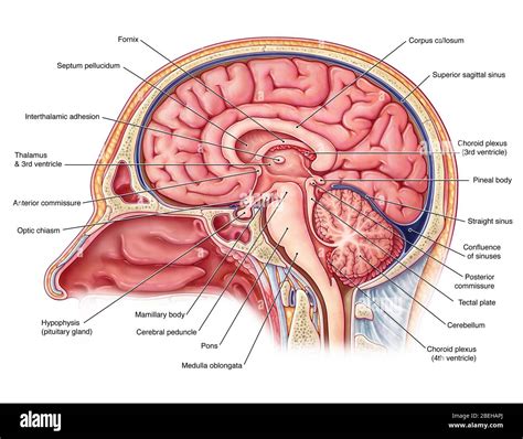 Cerebral Peduncle Part 12 Brain Contents Amygdala,