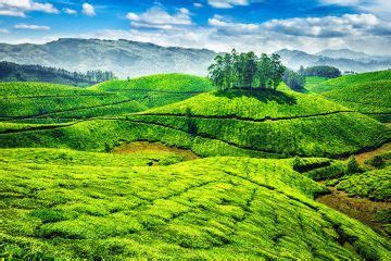 Memorable Munnar Tour Package from Cochin | munnar, thekkady, alleppey ...